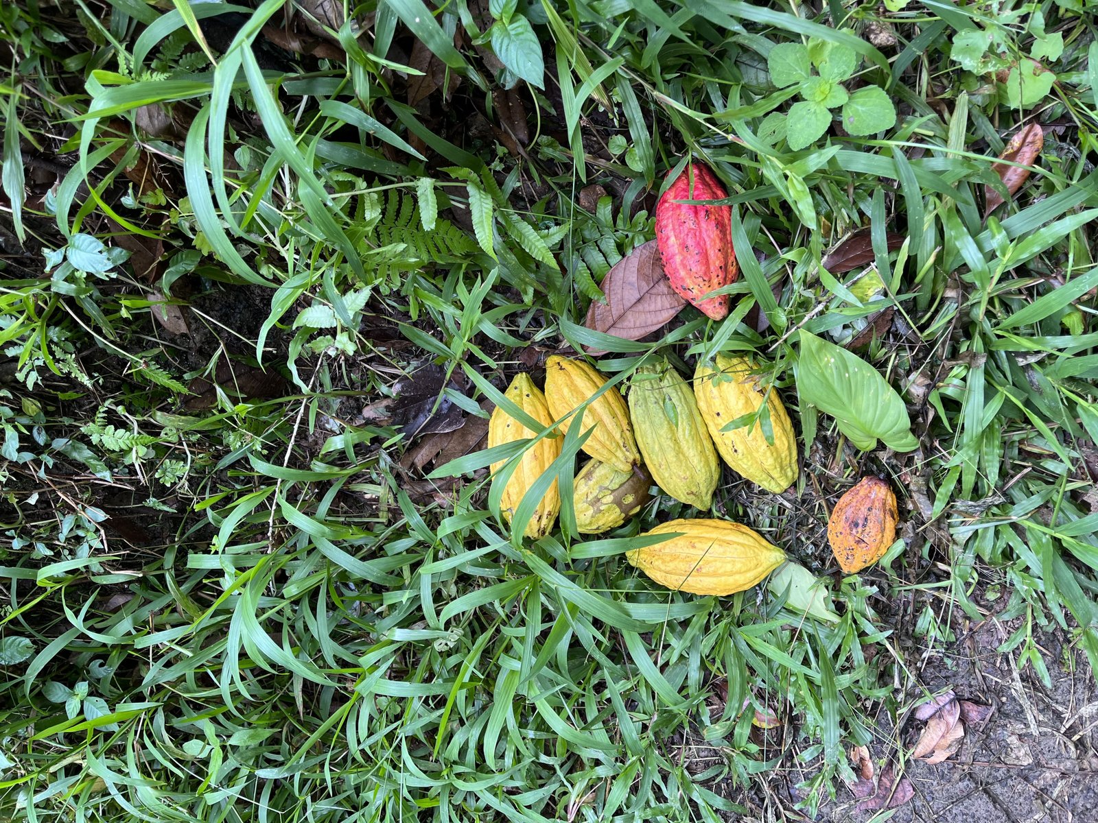 Indonesian spices